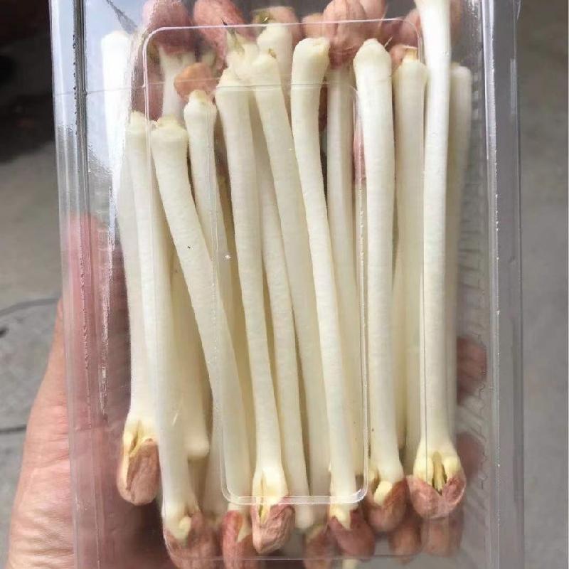 Mầm Đậu Phộng Giá Đậu Phộng Thuỷ Canh, Mầm Đậu Phộng, Giá Lạc, Mầm Lạc Thuỷ Canh, trọng lượng tịnh 500 gam.