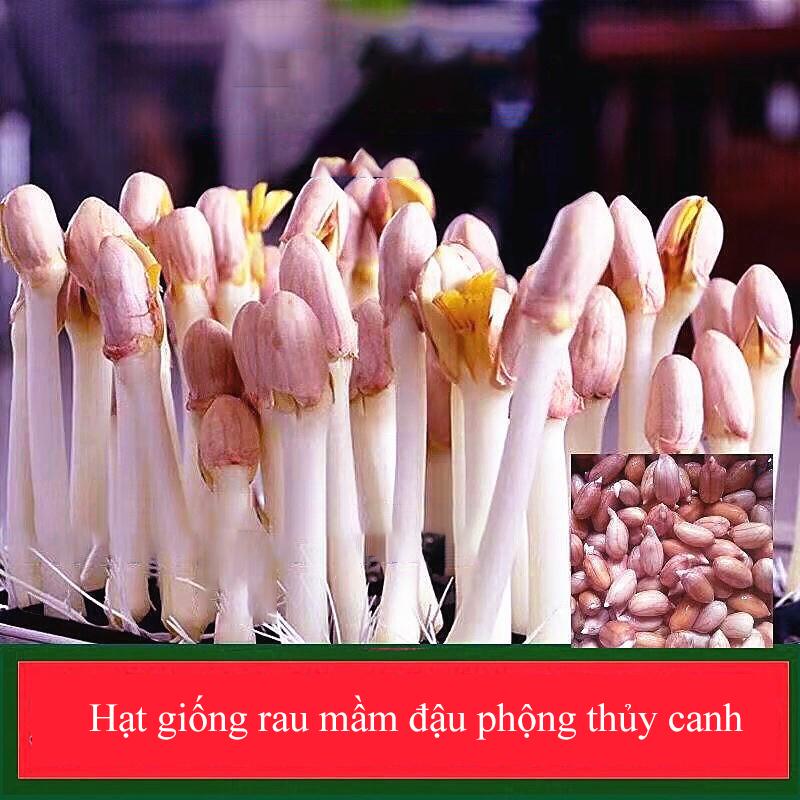 Mầm Đậu Phộng Hạt Giống Đậu Phộng, Hạt Giống Lạc Chuyên Dụng Cho Sản Xuất Giá Đậu Phộng, Giá Lạc Thuỷ Canh.