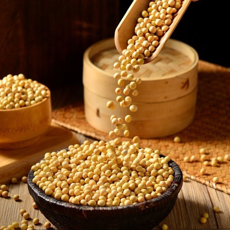 Hạt Dinh Dưỡng Đậu nành vàng tươi, nguyên liệu làm đậu hũ, sữa đậu nành, giàu dinh dưỡng, protein cao, bữa sáng bổ dưỡng.