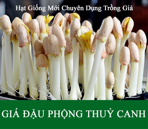 GIÁ ĐẬU PHỘNG THUỶ CANH